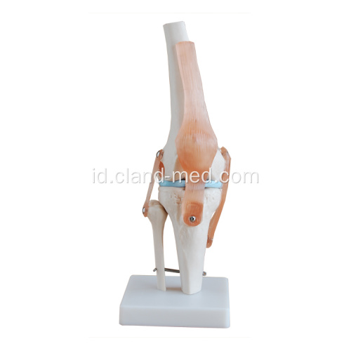 Life-Size Knee Joint
